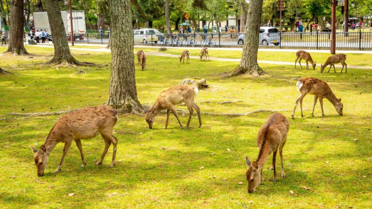 奈良でおしゃれな入園入学・卒園卒業写真が撮影できるスタジオ11選！スタジオの選び方も解説0